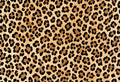 Golden leopard spot pattern for an edible A4 cake wrap.